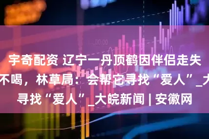 宇奇配资 辽宁一丹顶鹤因伴侣走失原地哀鸣不吃不喝，林草局：会帮它寻找“爱人”_大皖新闻 | 安徽网